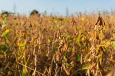 Altın soya bitkileri meltemde hafifçe sallanarak sonbaharda açık bir gökyüzünün altında başarılı bir hasat mevsiminin sinyallerini veriyor..