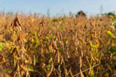 Altın soya fasulyesi, güneşli bir tarlada dimdik durur. Öğleden sonra güneşi doğayı sıcacık suyla yıkarken hasat zamanı gelir..