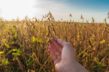 Bir el günbatımında geniş bir tarlada olgun soya tohumlarına dokunuyor, hasat mevsiminde tarımsal uygulamaları sergiliyor..