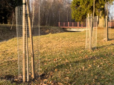 Yeni dikilmiş iki ağaç fidanı, sonbahar mevsiminde yaprakların döküldüğü çimenli bir alanın yanında tel örgü ile korunuyor..
