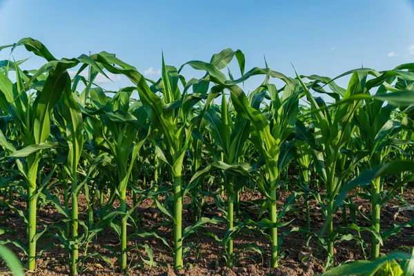 Mısır bitkileri, sıcak bir yaz gününde, zengin toprak ve parlak güneş ışığıyla kırsal bir alanda uzun ve sağlıklı büyürler..