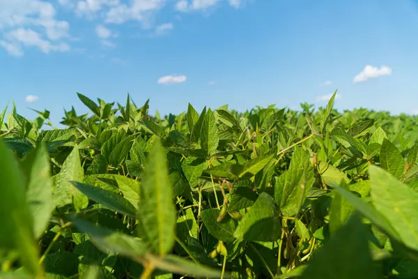 Canlı yeşil soya çekirdekleri, kabarık bulutlarla dolu parlak mavi bir gökyüzünün altında ufka doğru uzanır..