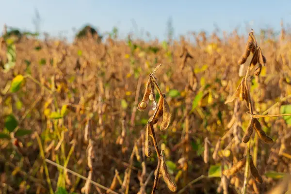 Altın soya bitkileri meltemde hafifçe sallanarak sonbaharda açık bir gökyüzünün altında başarılı bir hasat mevsiminin sinyallerini veriyor..