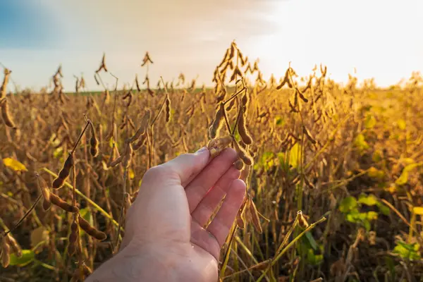 Bir el günbatımında altın bir tarlada olgun soya bitkilerini nazikçe tutuyor, tarımın ve doğanın hasadını gözler önüne seriyor..