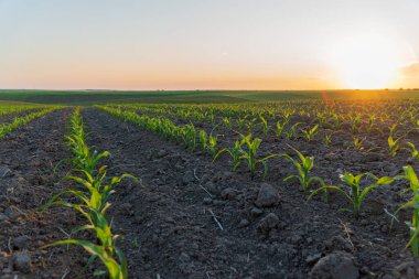 Genç mısır bitkileri karanlık topraktan çıkar, sakin bir tarımsal ortamda sıcak bir günbatımıyla aydınlanır..