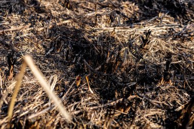 Yanmış ot ve toprak kalıntıları, parlak güneş ışığı altındaki bir orman bölgesinde çıkan yangının yol açtığı hasarı gösteriyor..