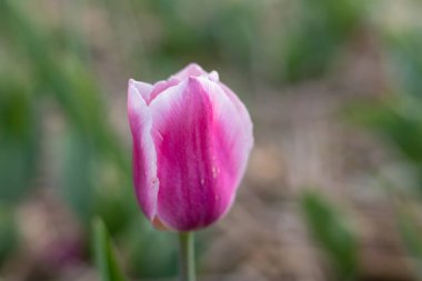 Yumuşak güneş ışığı altındaki bir bahçede yemyeşil yapraklarla çevrili narin, pembe ve beyaz bir lale dimdik ayakta duruyor..