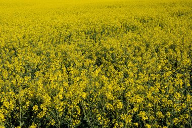 Geniş bir tarla parlak sarı kolza tohumu çiçekleriyle kaplı, berrak gökyüzünün altında sakin bir doğal ortamda tarımsal büyümeyi gösteriyor..