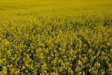 Altın kolza çiçeği tarlaları doğanın güzelliğini gözler önüne seriyor, baharın gelişini ve gelişen tarım uygulamalarını işaret ediyor..