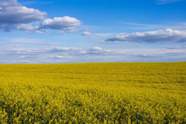Geniş bir kolza tohumu tarlası, parlak sarı tonlarını, açık mavi gökyüzünün altında gün boyunca kabarık bulutlarla sergiliyor..