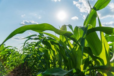 Genç mısır bitkileri canlı bir kırsal alanda gökyüzüne doğru uzanıyor. Sıcak güneş ışığının tadını çıkarıyorlar. Umut verici bir büyüme döngüsünü işaret ediyorlar..