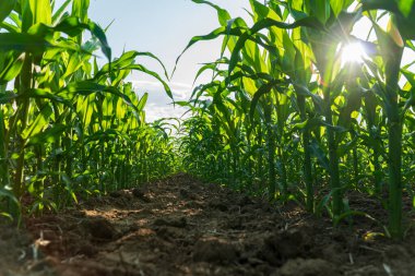 Mısır bitkileri kırsal bir alanda güçlü bir şekilde büyüyor, yaz günlerinin sıcak güneşinin tadını çıkarıyorlar..