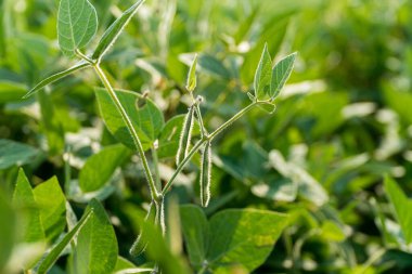 Soya fasulyesi bitkileri gelişmekte olan yeşil yapraklar ve canlı bir fidanlıkta gelişen kozalarla büyüme sürecini gözler önüne seriyor..