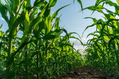 Bereketli yeşil yapraklar ve verimli topraklarla çevrili güneş ışığıyla aydınlanmış kırsal bir alanda sağlıklı genç mısır filizleri, verimli tarımın sinyallerini veriyor..