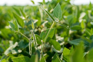 Sağlıklı soya filizleri canlı yeşil yaprakların arasında uzun durur. Gün ışığında bir fidanlıkta güçlü bir büyüme sergilerler..