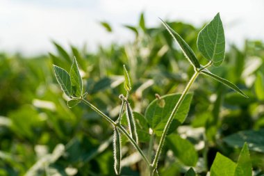 Gökyüzüne doğru uzanan yeşil soya filizleri, iyi korunmuş bir tarla ortamında sağlıklı bir büyüme gösteriyor..