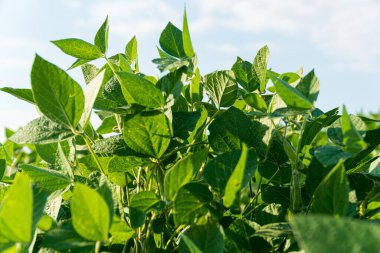Sağlıklı soya bitkileri güneş ışığına doğru uzanır, parlak bir günde tarım alanındaki yemyeşil yaprakları gösterir..