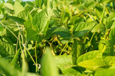 Yeşil soya bitkileri, yaz boyunca açık mavi gökyüzünün altında yapraklarının arasında sarkan sayısız genç kapsülle gelişir..