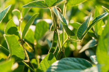 Topraktan çıkan soya fasulyesi filizleri gelişmekte olan bir çiftlikte parlak güneş ışığı altında yemyeşil yapraklar sergiliyor..