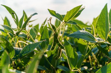Parlak bir gökyüzünün altında, gelişmekte olan bir tarımsal ortamı ön plana çıkaran sağlıklı soya fasulyesi filizlenir..