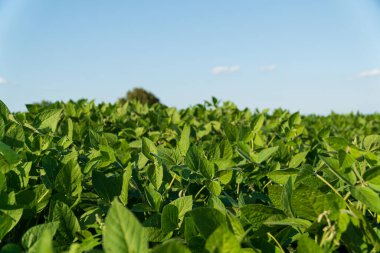 Canlı yeşil soya bitkileri geniş bir alanda, parlak mavi gökyüzüne doğru genişleyerek sağlıklı tarımsal büyüme gösterirler..