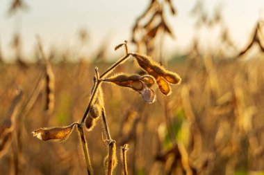 Soya fasulyesi tohumlarla dolu kozalarını sergiliyor. Güneş tarafından öpülen bir tarlada yetişiyorlar. Öğlen hasat zamanı..