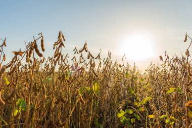 Soya çekirdekleri akşam güneşiyle aydınlanan geniş bir alanda büyür. Yüksek bitkilerden sarkan kozalar hasat zamanı geldiğini gösterir..
