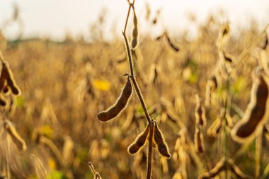 Soya çekirdekleri canlı bir tarlada gelişir, açık bir gökyüzünün altında toplanmaya hazır bol miktarda altın kapsül sergilerler..