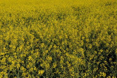 Tarlalar altın kolza tohumu çiçekleriyle kaplıdır. İlkbahar mevsiminde doğanın güzelliğini ve tarımsal gelişimini gözler önüne sererler..