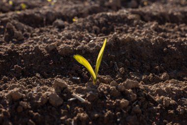 Canlı bir mısır filizleri kırsal bir alanda zengin toprağı delip geçiyor ve sıcak güneşin altında taze bir büyüme sergiliyor..