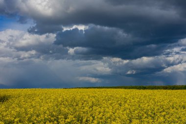 Parlak sarı kolza tohumu çiçekleri, yukarıdaki karanlık ve uğursuz bulutlarla çelişen geniş bir tarlayı kaplar, doğanın ve çiftçiliğin özünü ön plana çıkarır..