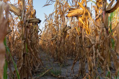 Altın mısır sapları yukarı doğru uzanıyor, kavrulmuş toprakla çevrili, kırsal kesimde uzun süren kuraklık döneminin etkilerini gösteriyor..