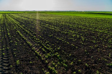 Yeşil soya bitkileri parlak güneş ışığı altında, zengin, karanlık topraklar boyunca düzenli sıralar halinde filizlenir, gelişmekte olan bir tarım arazisinde erken büyümeyi gösterir..