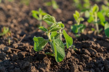 Yeşil soya bitkileri sabah çiğ ile parlayarak zengin topraktan çıkar ve tarımsal büyümenin canlılığını bir tarlada sergiler..