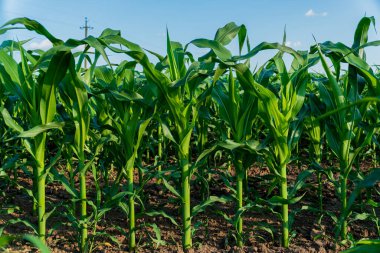 Bereketli yeşil mısır bitkileri parlak yaz güneşi altında büyür. Gelişmekte olan bir tarım alanında sağlıklı saplar sergilerler..