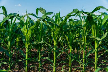 Yeşil mısır bitkileri yaz mevsiminde bir mısır tarlasında dimdik duruyorlar, yukarıdaki açık gökyüzü ile güneş ışığında gelişiyorlar, sağlıklı tarımlar sergiliyorlar..