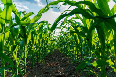 Mısır bitkileri yemyeşil bir alanda büyür, yaz güneşinin tadını çıkarırlar, tarımın ve doğanın büyümesinin güzelliğini vurgularlar..