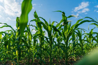 Mısır bitkileri bereketli bir yaz mısır tarlasında yükselir açık mavi gökyüzünün altında güneş ışığını emerek canlı yeşil yapraklarını sergilerler..