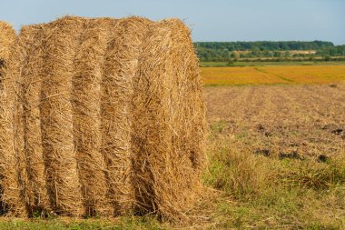 Altın saman balyaları engin bir arazide, parlak mavi bir gökyüzünün altında, kırsal alanda hasat mevsiminin güzelliğini sergiliyor..