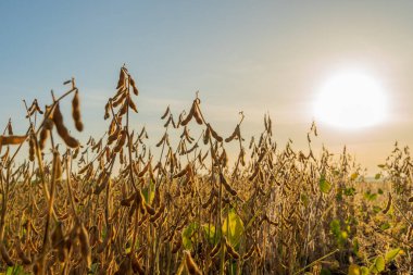 Olgun soya fasulyesi, güneş batarken altın kapsüllerle dimdik ayakta duruyor, tarlayı sıcak ışıkta aydınlatıyor ve tarım bolluğunu vurguluyor..