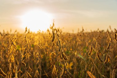 Güneş batarken soya fasulyesi bitkileri, olgunlaşmış soya fasulyeleriyle dolu kozaları aydınlatan, altın bir tarlada dimdik ayakta duruyor..