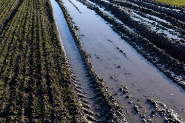 Tuğlaya bulanmış tarım arazileri çamurlu lastik izleri sergiliyor. Suyla dolu. Sabahları ışıldayan güneş ışığını yansıtıyor..