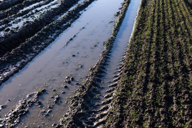 Pirinç tarlasında suyla dolup taşan çentikler, parlak güneş ışığı altında yemyeşil sıralarda filizlenen genç bitkilerin taze saban sürdüğünü gösteriyor..