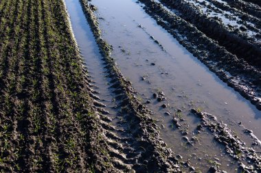 Çamurlu pirinç tarlasında su dolu çekici lastik izleri ve yanında filizlenen taze pirinç bitkileri var. Sabahın erken saatleri sahneyi güzelleştirir..