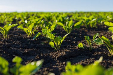 Genç şeker pancarı bitkileri, berrak mavi gökyüzünün altında, canlı yeşiller ve sağlıklı toprak içeren iyi bakılmış bir tarlada gelişir..