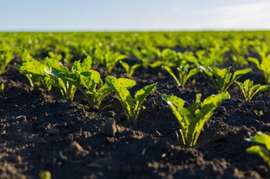 Genç şeker pancarı bitkileri zengin topraklarda büyür, sıcak bir günde canlı bir tarım tarlasında güneşlenirler..