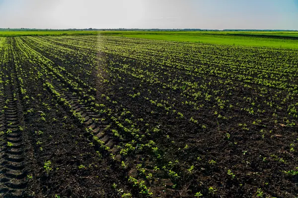 Yeşil soya bitkileri parlak güneş ışığı altında, zengin, karanlık topraklar boyunca düzenli sıralar halinde filizlenir, gelişmekte olan bir tarım arazisinde erken büyümeyi gösterir..