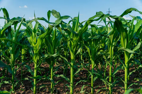 Yeşil mısır bitkileri yaz mevsiminde bir mısır tarlasında dimdik duruyorlar, yukarıdaki açık gökyüzü ile güneş ışığında gelişiyorlar, sağlıklı tarımlar sergiliyorlar..