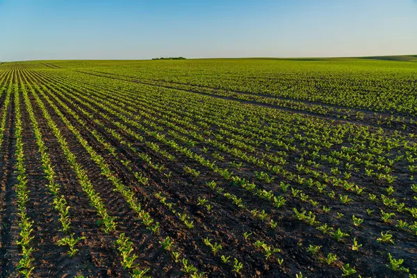 Bereketli yeşil pancar bitkileri tarla boyunca uzanıyor. Berrak mavi gökyüzünün altında sabahın erken saatlerinde verimli topraklarda büyüyorlar..