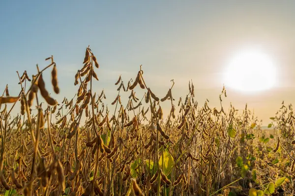 Olgun soya fasulyesi, güneş batarken altın kapsüllerle dimdik ayakta duruyor, tarlayı sıcak ışıkta aydınlatıyor ve tarım bolluğunu vurguluyor..